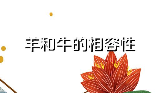 羊和牛的相容性