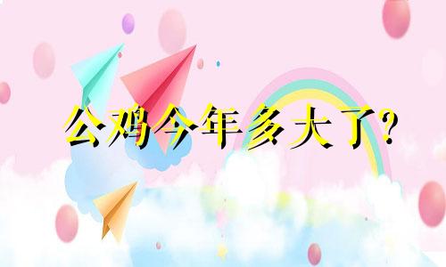 公鸡今年多大了?