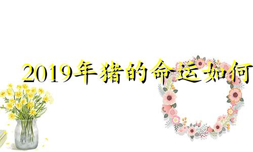 2019年猪的命运如何