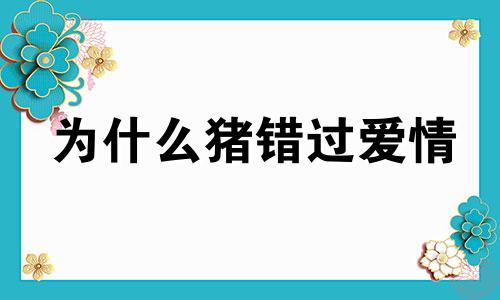 为什么猪错过爱情