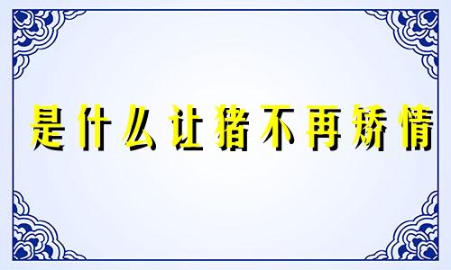 是什么让猪不再矫情