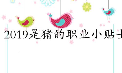 2019是猪的职业小贴士