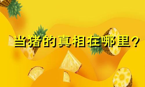 当猪的真相在哪里?