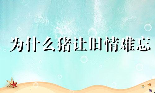 为什么猪让旧情难忘