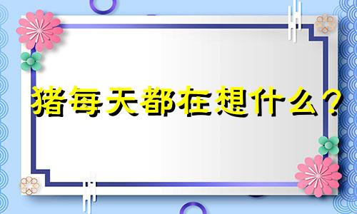 猪每天都在想什么?