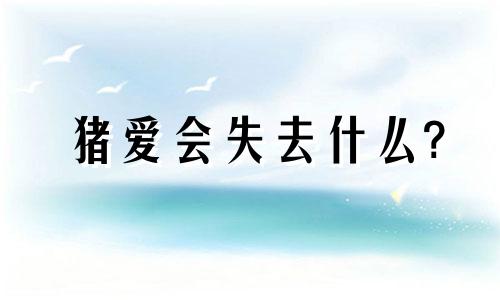 猪爱会失去什么?