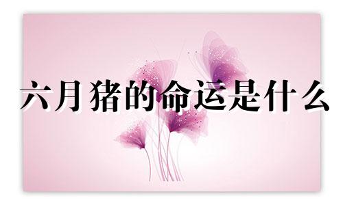 六月猪的命运是什么