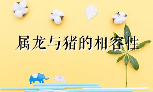 属龙与猪的相容性