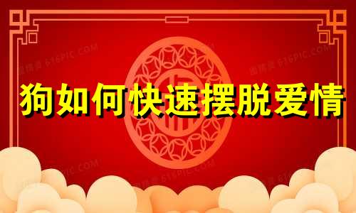 狗如何快速摆脱爱情