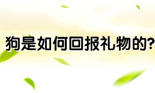狗是如何回报礼物的?