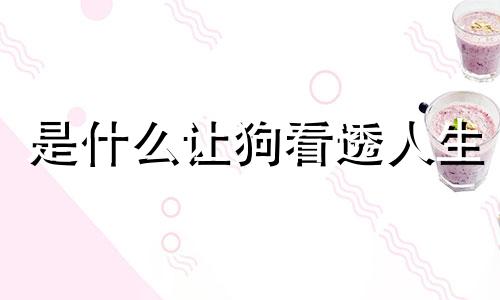 是什么让狗看透人生