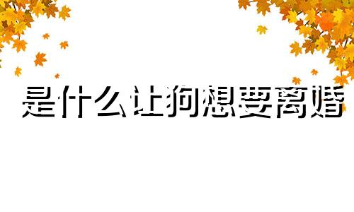 是什么让狗想要离婚