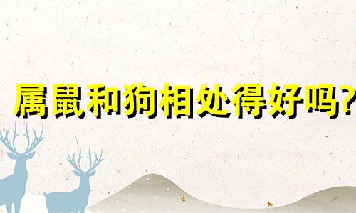 属鼠和狗相处得好吗?