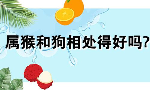 属猴和狗相处得好吗?