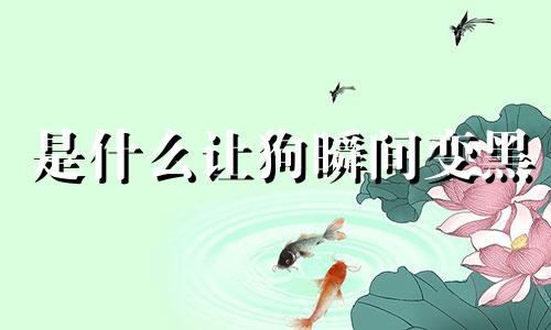 是什么让狗瞬间变黑