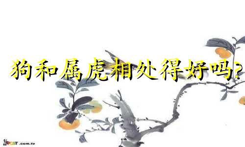 狗和属虎相处得好吗?