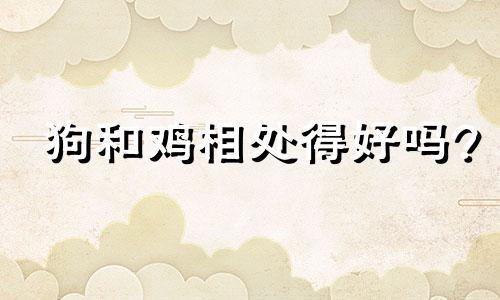 狗和鸡相处得好吗?