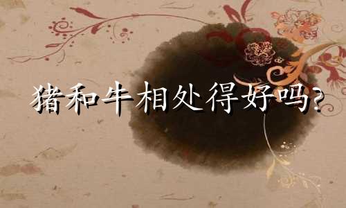 猪和牛相处得好吗?
