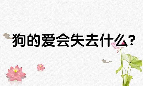 狗的爱会失去什么?