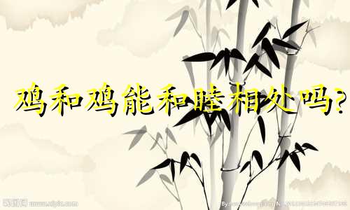 鸡和鸡能和睦相处吗?
