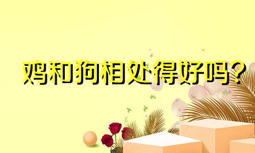 鸡和狗相处得好吗?