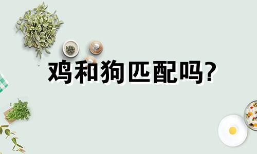 鸡和狗匹配吗?