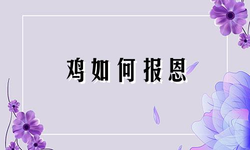鸡如何报恩