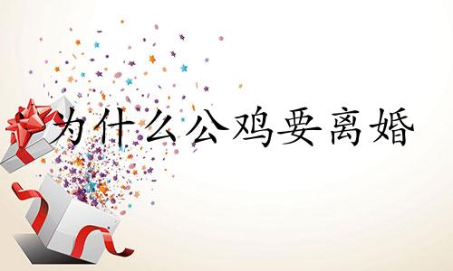 为什么公鸡要离婚