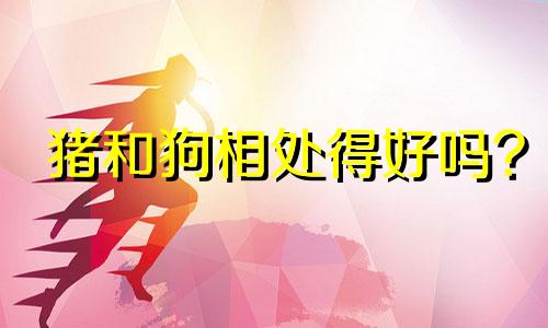 猪和狗相处得好吗?