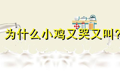为什么小鸡又哭又叫?