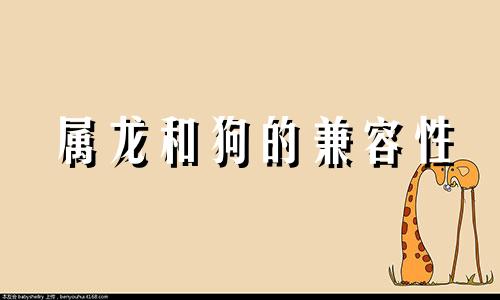 属龙和狗的兼容性