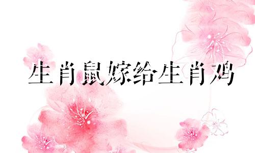 生肖鼠嫁给生肖鸡