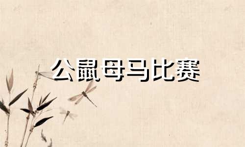公鼠母马比赛