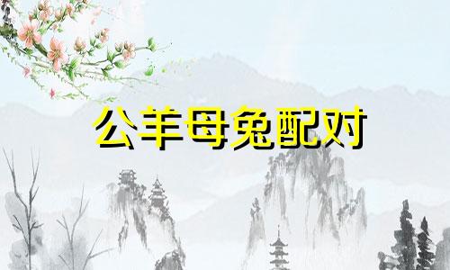 公羊母兔配对