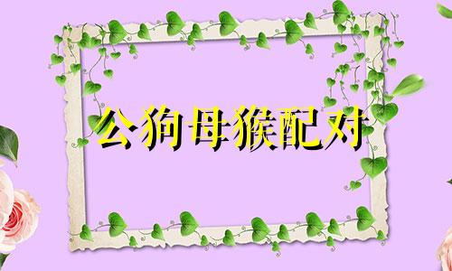 公狗母猴配对