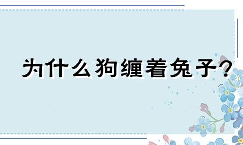为什么狗缠着兔子?