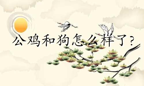 公鸡和狗怎么样了?