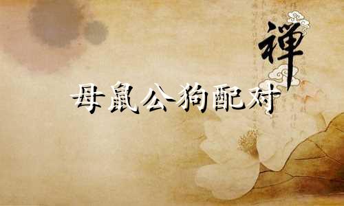 母鼠公狗配对