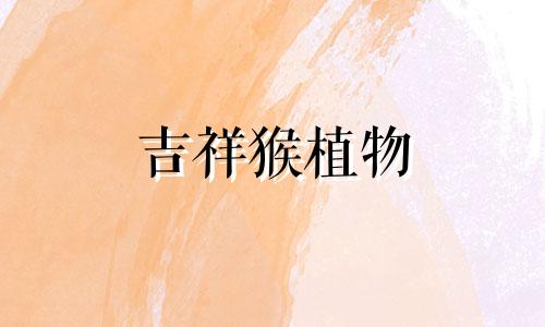 吉祥猴植物