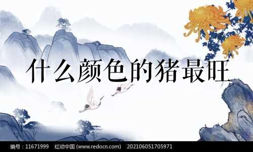 什么颜色的猪最旺