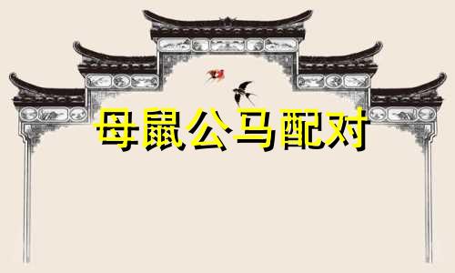 母鼠公马配对