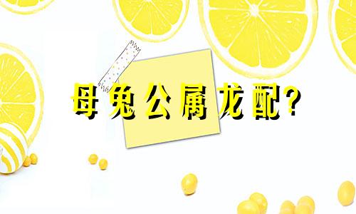 母兔公属龙配?