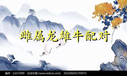 雌属龙雄牛配对