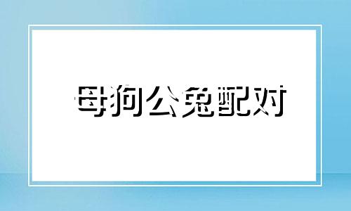 母狗公兔配对