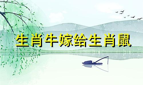 生肖牛嫁给生肖鼠