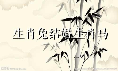 生肖兔结婚生肖马