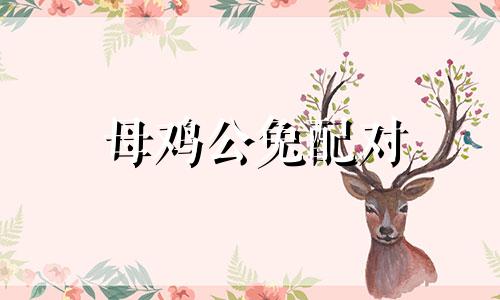 母鸡公兔配对