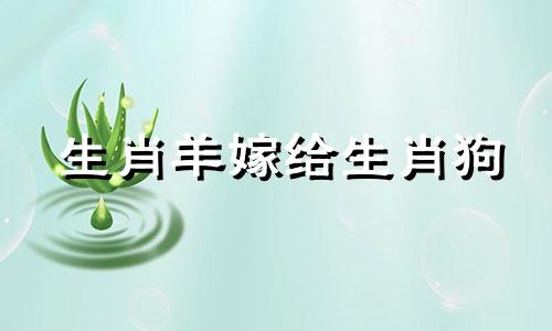 生肖羊嫁给生肖狗