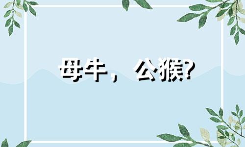 母牛，公猴?