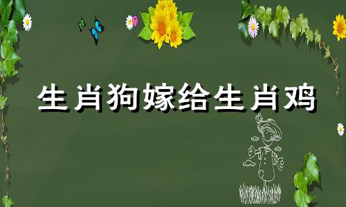 生肖狗嫁给生肖鸡